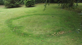 Fairy Rings in Lawns and Turf